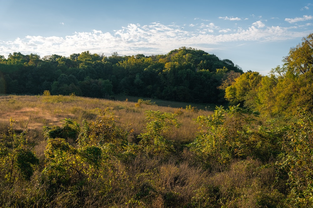 Top Notch Whitetail And Turkey Farm In Apple Creek Corridor | Whitetail ...