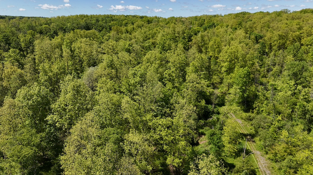 60+/- Wooded Acres Of Hunting Land Five Minutes From Jamestown, NY