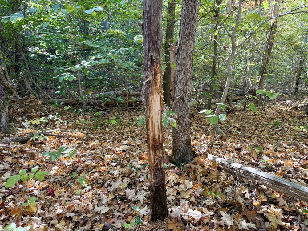Timber Co Houusing 96Β± Acres Of Hunting Land And Timber In Rockingham County With Home ...