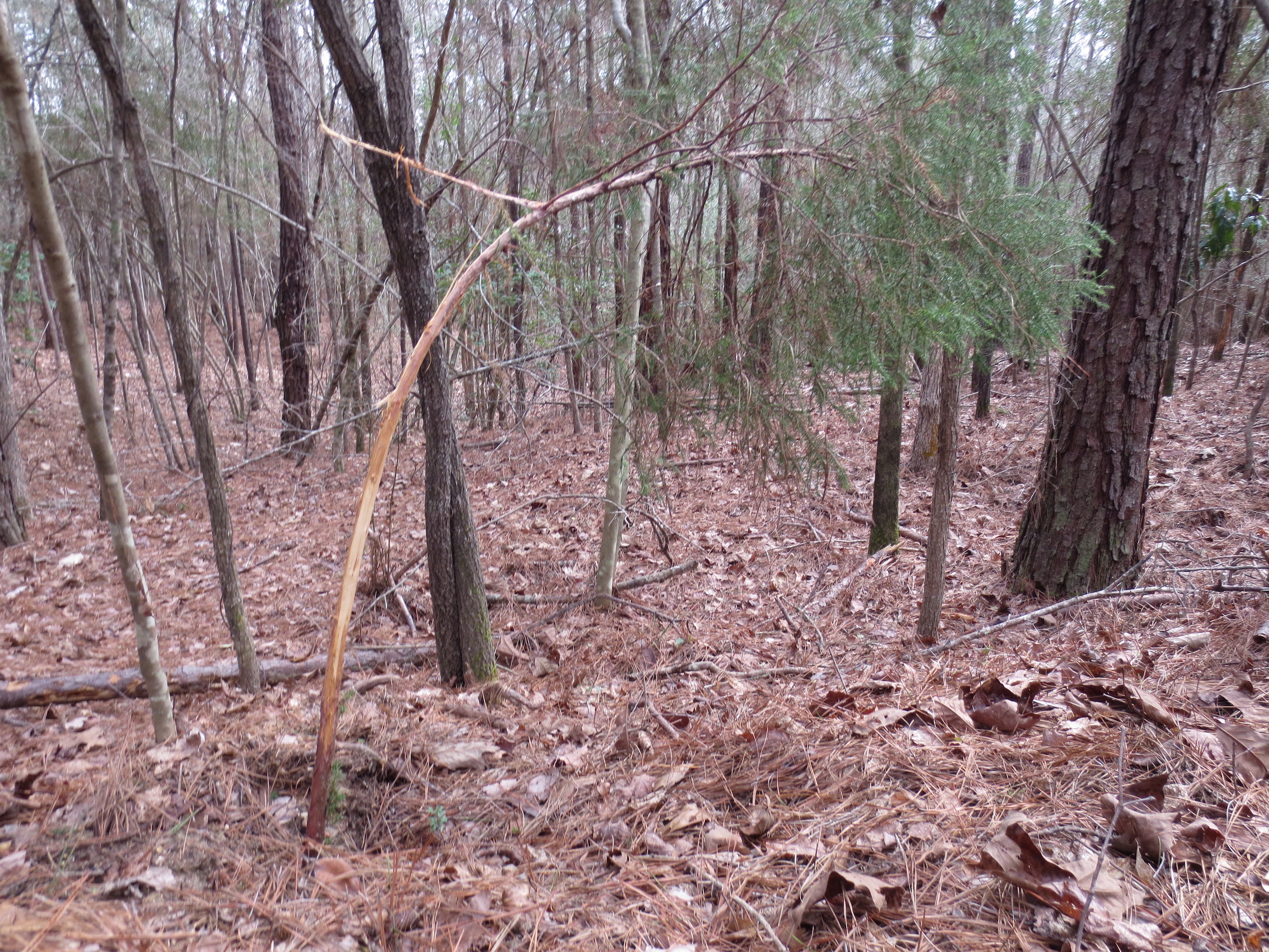 Awesome Small Hunting Tract
