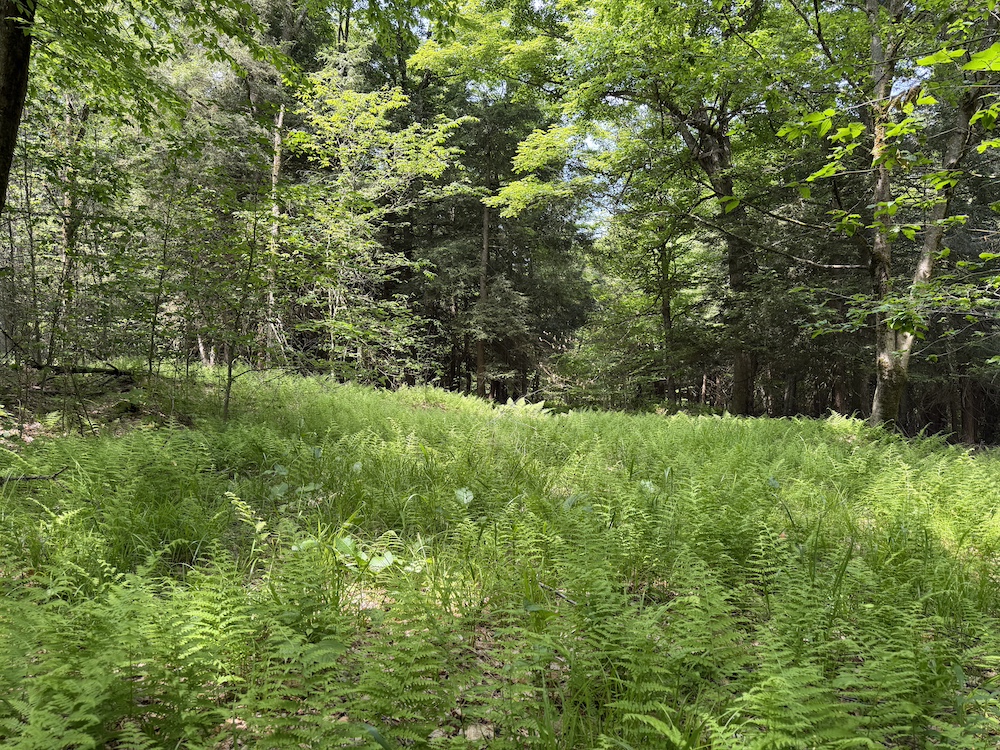 Wooded Hunting And Recreational Land Near Alma Pond And Genesee River